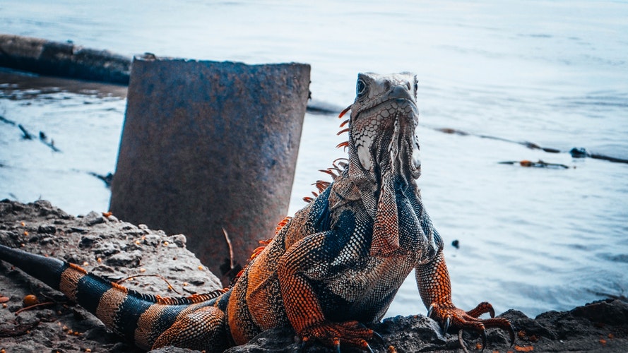 Iguana 2