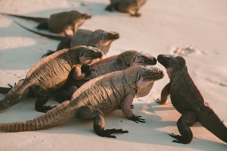 Iguana 4